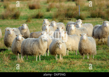 Diepholzer Moorschnucke (Ovis aries), una rara antica razza atta alla brughiera vivere, Rehdener Geestmoor, Bassa Sassonia, Germania Foto Stock