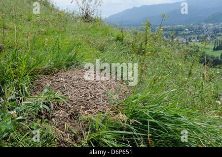 Nero-backed prato ant (Formica pratensis) nido tumulo di erba vecchia steli in montane pascolo vicino a Bled, Slovenia, Europa Foto Stock