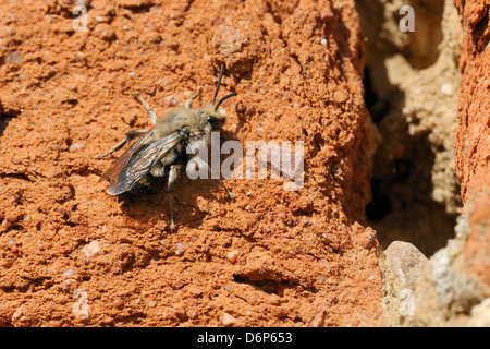 Il cuculo bee (Melecta albifrons) un parassita delle api solitarie, alla ricerca di un vecchio muro per ospitare nidi, Brandeburgo, Germania, Europa Foto Stock