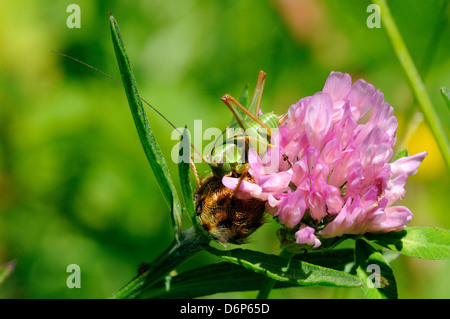 Femmina immaturi grande macchia verde cricket (Tettigonia viridissima) e fiore di trifoglio, Heche valley, Pirenei spagnoli, Spagna Foto Stock