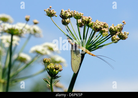 Green drake mayfly (Ephemera danica) emerse di recente su un ombrella riverside flowerhead in maggio, Wiltshire, Inghilterra, Regno Unito Foto Stock