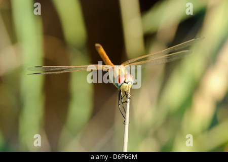 Femmina rosso-winged darter dragonfly (Sympetrum fonscolombii) femmina, stringendo stelo pungenti di Juncus rush, Lesbo (Lesbo), Grecia Foto Stock