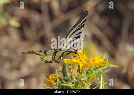 La scarsa coda forcuta farfalla (Iphiclides podalirius) alimentazione da spinoso sow thistle (Sonchus asper), provincia di Zadar, Croazia Foto Stock