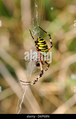 Wasp orb web spider (Argiope bruennichi) con la preda, vicino a Marburg, Hesse, Germania, Europa Foto Stock
