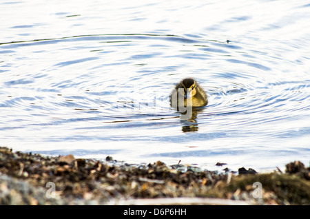 Un pulcino mallard anatroccolo guardando verso la fotocamera in acqua vicino alla riva. Foto Stock