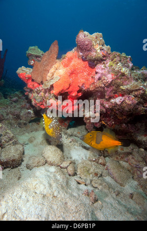 Due white spotted filefish, uno nella fase arancione, uno nel bianco macchiato fase, Dominica, West Indies, dei Caraibi Foto Stock