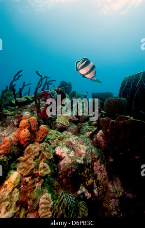 Scena sulla barriera corallina con butterflyfish nastrati (Chaetodon striatus), Dominica, West Indies, dei Caraibi e America centrale Foto Stock