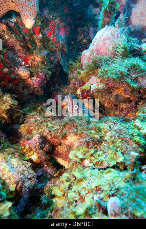 Spotted moray eel (Gymnothorax moringa) in una colorata barriera corallina sani, Dominica, West Indies, dei Caraibi e America centrale Foto Stock