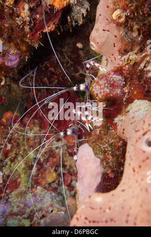 Nastrare il corallo gamberetti (Stenopus hispidus), Dominica, West Indies, dei Caraibi e America centrale Foto Stock