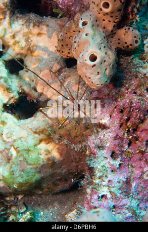 Freccia Yellowline granchio (Stenorhynchus seticornis), Dominica, West Indies, dei Caraibi e America centrale Foto Stock