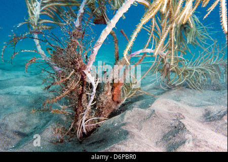 Cavalluccio marino Longsnout (Hippocampus reidi), Dominica, West Indies, dei Caraibi e America centrale Foto Stock