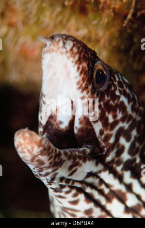 Spotted moray eel (Gymnothorax moringa), Dominica, West Indies, dei Caraibi e America centrale Foto Stock