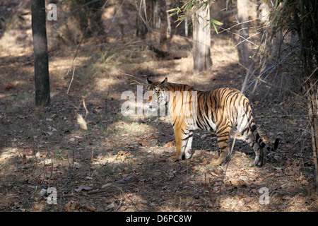 Tigre del Bengala, Panthera tigri tigri, Bandhavgarh National Park, Madhya Pradesh, India Foto Stock