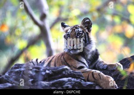 Tigre del Bengala, Panthera tigri tigri, Bandhavgarh National Park, Madhya Pradesh, India Foto Stock