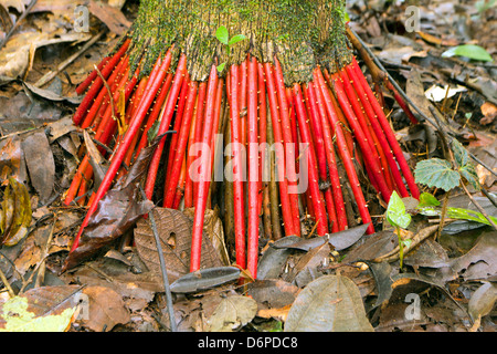 Rosso brillante radici di Euterpe palm nella foresta pluviale tropicale, Ecuador Foto Stock