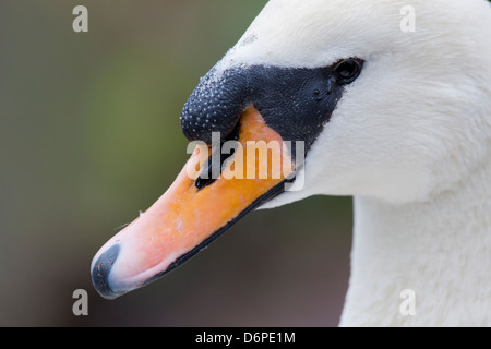 Cigno; Cygnus olor; Ritratto; Regno Unito Foto Stock