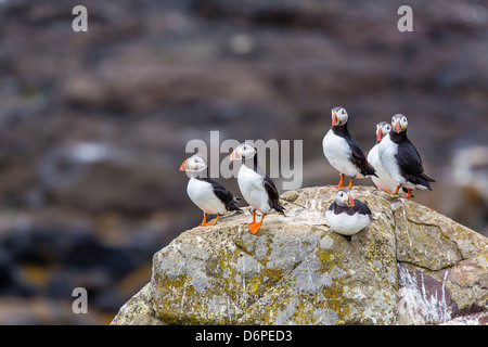 Atlantic pulcinelle di mare (comune i puffini) (Fratercula arctica), Isola di Flatey, Islanda, regioni polari Foto Stock