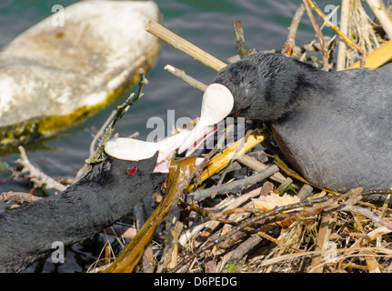 2 folaghe costruire il loro nido su acqua durante la fase di incubazione uova. Foto Stock