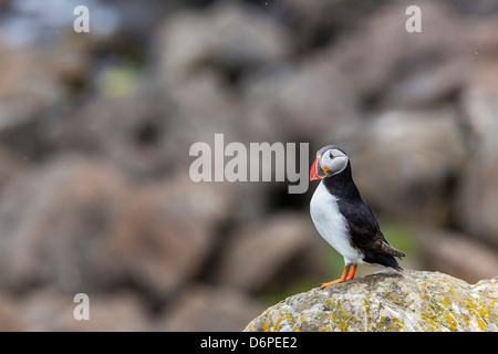Atlantic puffin (comune i puffini) (Fratercula arctica), Isola di Flatey, Islanda, regioni polari Foto Stock