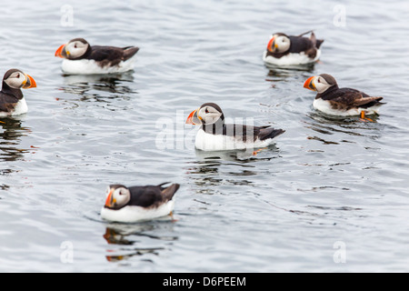 Atlantic pulcinelle di mare (comune i puffini) (Fratercula arctica), Isola di Flatey, Islanda, regioni polari Foto Stock