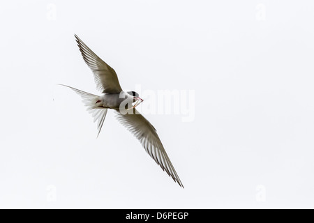 Adulto arctic Tern (sterna paradisaea) tornando al pulcino con piccoli pesci, Flatey Isola, Islanda, regioni polari Foto Stock