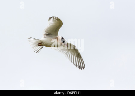 Arctic Tern (sterna paradisaea) chick in volo, Flatey Isola, Islanda, regioni polari Foto Stock