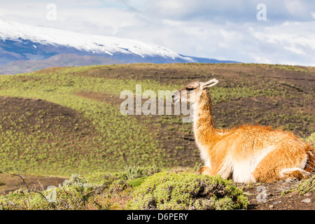 Adulto guanaco (Lama guanicoe), il Parco Nazionale di Torres del Paine nella Patagonia cilena, Sud America Foto Stock