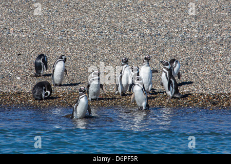 Adulto i pinguini di Magellano (Spheniscus magellanicus), Puerto Deseado, Patagonia, Argentina, Sud America Foto Stock