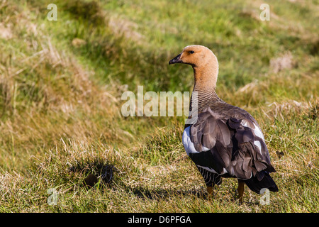 Femmina adulta upland goose (Chloephaga picta), nuova isola, Isole Falkland, Sud Atlantico, Sud America Foto Stock