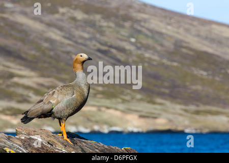 Adulto rubicondo-headed goose (Chloephaga rubidiceps), Isola di carcassa, Isole Falkland, Sud Atlantico, Sud America Foto Stock