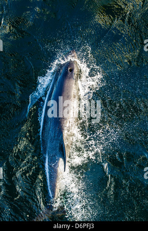 Adulto Peale i delfini (Lagenorhynchus australis) bow-equitazione, nuova isola, Isole Falkland, Sud Atlantico, Sud America Foto Stock