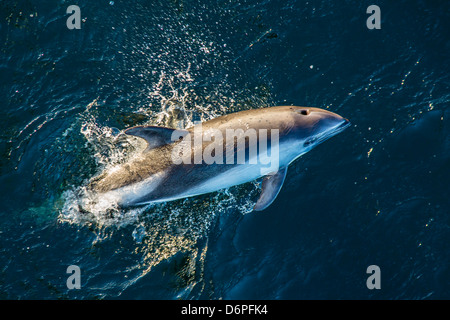 Adulto Peale i delfini (Lagenorhynchus australis) bow-equitazione, nuova isola, Isole Falkland, Sud Atlantico, Sud America Foto Stock