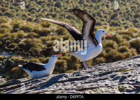 Adulto nero-browed albatross (Thalassarche melanophrys) coppia, sito di nidificazione sulla nuova isola, Falklands, Sud America Foto Stock