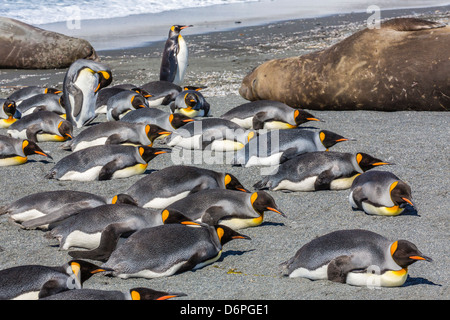 Re pinguini (Aptenodytes patagonicus), Oro Harbour, Isola Georgia del Sud, Sud Atlantico, regioni polari Foto Stock