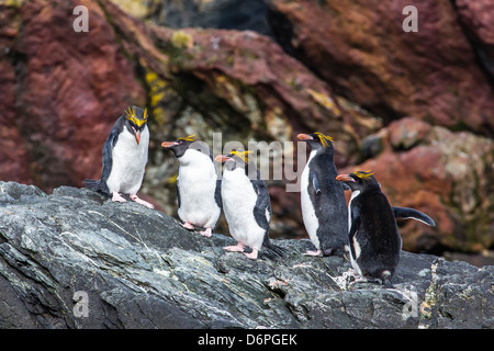 Adulto maccheroni pinguini (Eudyptes chrysolophus), Cooper Bay, Isola Georgia del Sud, Sud Atlantico, regioni polari Foto Stock