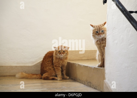 Malta e Gozo, Cat pacifica e armoniosa, Malta, Gozo, Katze friedlich, Harmonisch, Foto Stock