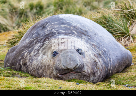 Elefante marino del sud (Mirounga leonina) bull, Peggotty Bluff, Georgia del Sud e Oceano atlantico, regioni polari Foto Stock