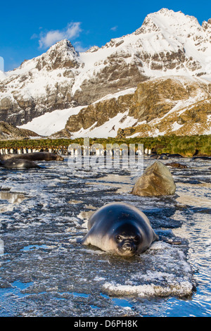 Elefante marino del sud (Mirounga leonina) cuccioli, oro Harbour, Georgia del Sud e Oceano atlantico, regioni polari Foto Stock