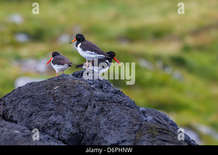 I capretti davanti e adulto beccacce di mare (Haematopus ostralegus), Isole Lofoton, Norvegia, Scandinavia, Europa Foto Stock