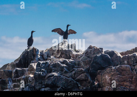 Adulto cormorano phalacrocorax carbo sinensis (shag) (Phalacrocorax carbo) Vaeroya, Norvegia, Scandinavia, Europa Foto Stock