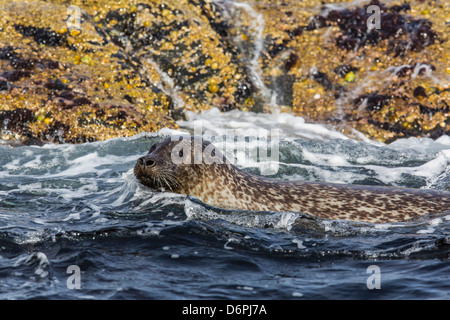 Porto di tenuta (guarnizione comune) (Phoca vitulina), Foula Isola, Shetland Scozia, Regno Unito, Europa Foto Stock