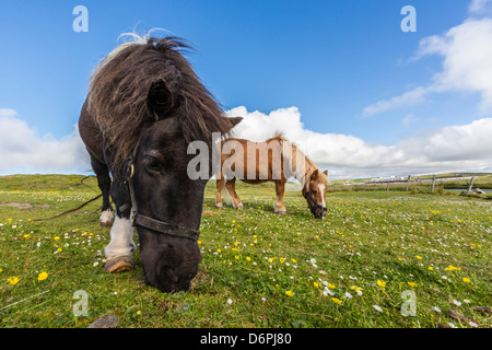 Pony Shetland, Jarlshof, Isole Shetland Scozia, Regno Unito, Europa Foto Stock