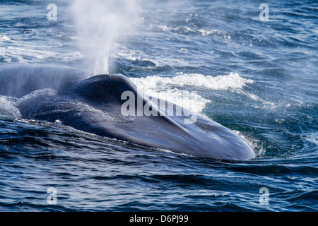 Adulto balena blu (Balaenoptera musculus) off northwestern isola Spitsbergen, Svalbard, il Mare di Barents, Norvegia e Scandinavia Foto Stock