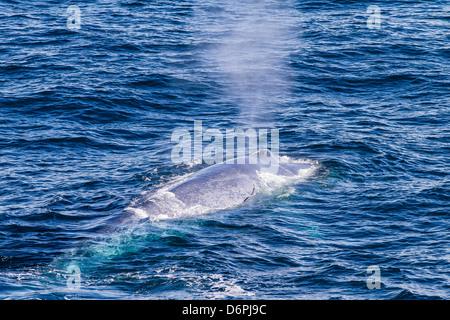 Adulto balena blu (Balaenoptera musculus) off northwestern isola Spitsbergen, Svalbard, il Mare di Barents, Norvegia e Scandinavia Foto Stock