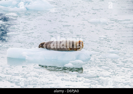 Adulto barbuto guarnizione (Erignathus barbatus) tirata fuori sul ghiaccio, Svalbard, Norvegia, Scandinavia, Europa Foto Stock