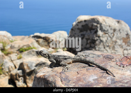 Geco su una roccia di fronte blu cielo Foto Stock