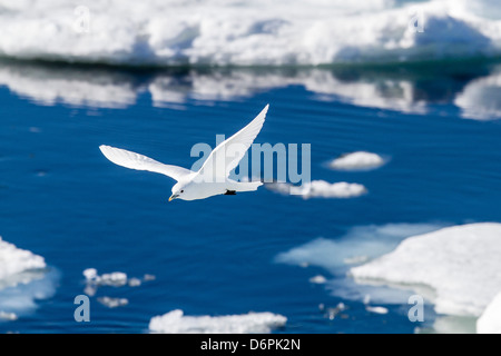 Adulto gabbiano avorio (Pagophila eburnea), portano il suono, isola Spitsbergen, Svalbard, Norvegia, Scandinavia, Europa Foto Stock