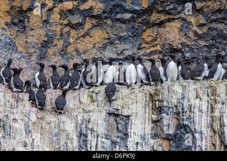 Comune di guillemot (Uria aalge) nidificazione sull Isola di Bear, Svalbard, Norvegia, Scandinavia, Europa Foto Stock
