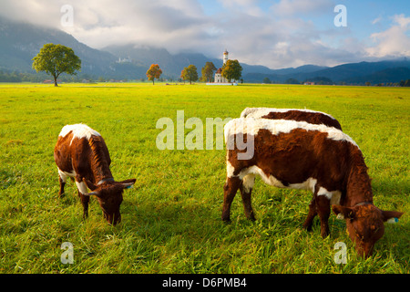 Il pascolo di bestiame con San Koloman la Chiesa e il Castello di Neuschwanstein in background, vicino a Fussen, Baviera, Germania, Europa Foto Stock