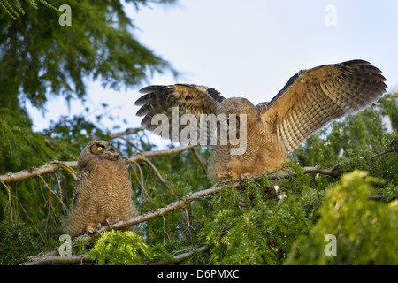 Grande cornuto owlet uccellini sono ' appollaiati su albero mentre impara a esercitare le ali-Victoria, British Columbia, Canada. Foto Stock